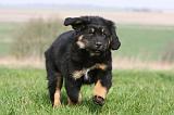 DOGUE DU TIBET 344